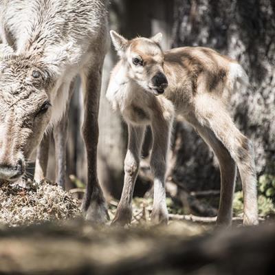 Three Peaks Reindeers