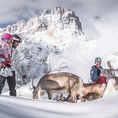Reindeer watching