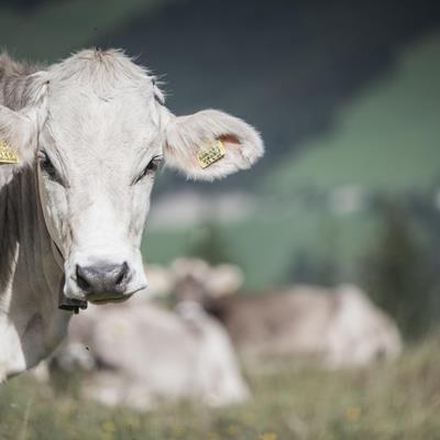 Life on the alps