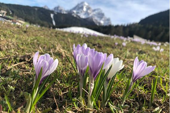 Spring at the Chalet Rudana