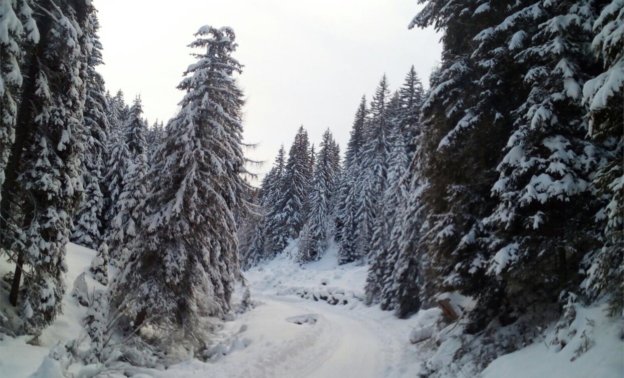 Silvesteralm | © @TVToblach, Dobbiaco Silvesteralm | © @TVToblach, Dobbiaco