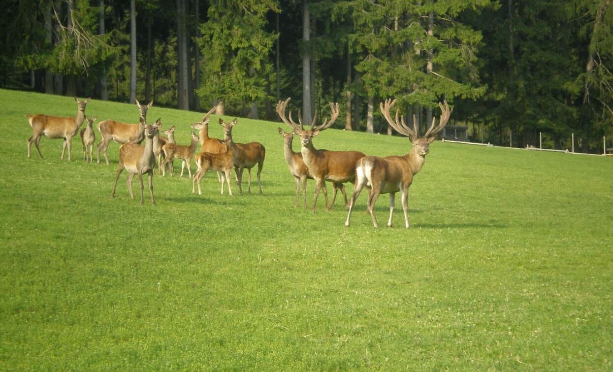 Toblach-Neunhäusern-Niederdorf-Altschluderbach | © © TvToblach, Dobbiaco Toblach-Neunhäusern-Niederdorf-Altschluderbach | © © TvToblach, Dobbiaco