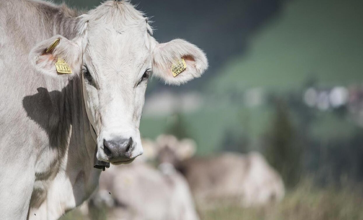 Milchmeile | © Manuel Kottersteger, Sesto Milchmeile | © Manuel Kottersteger, Sesto