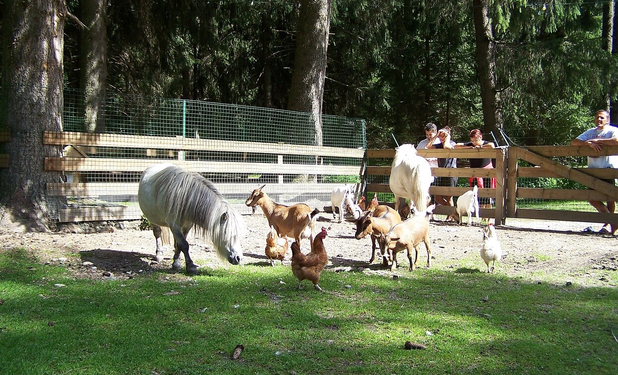 Minizoo | © Lasta Marta, Villabassa Minizoo | © Lasta Marta, Villabassa