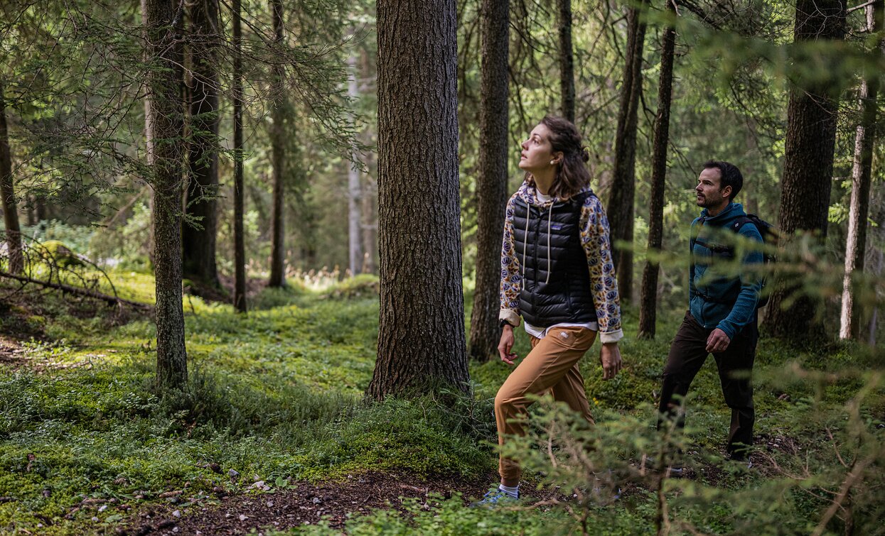 Easy path close to the Waldkapelle chapel | © TV Sexten _ Harald Wisthaler, Sesto Easy path close to the Waldkapelle chapel | © TV Sexten _ Harald Wisthaler, Sesto