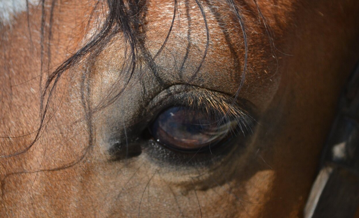 Pferd | © Reitstall Tschurtschenthaler, Sexten Pferd | © Reitstall Tschurtschenthaler, Sexten