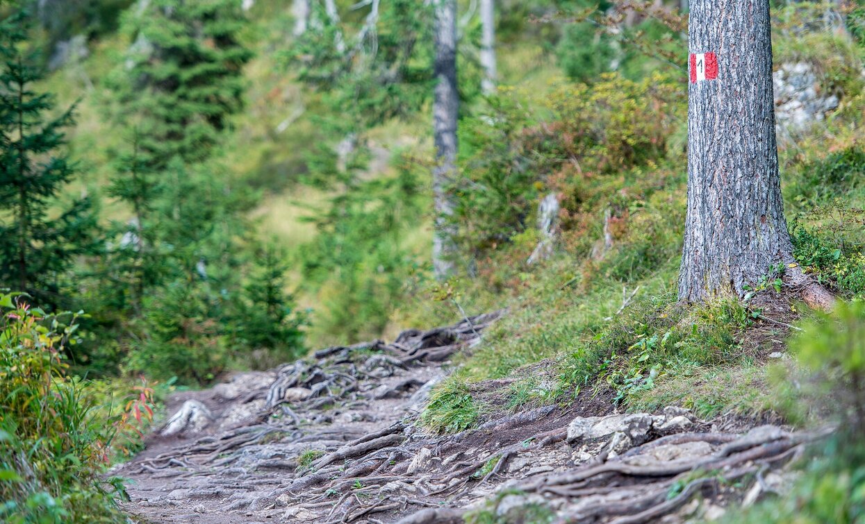 Altprgs -Sarlkofel | © Kotter Steger, Braies Altprgs -Sarlkofel | © Kotter Steger, Braies