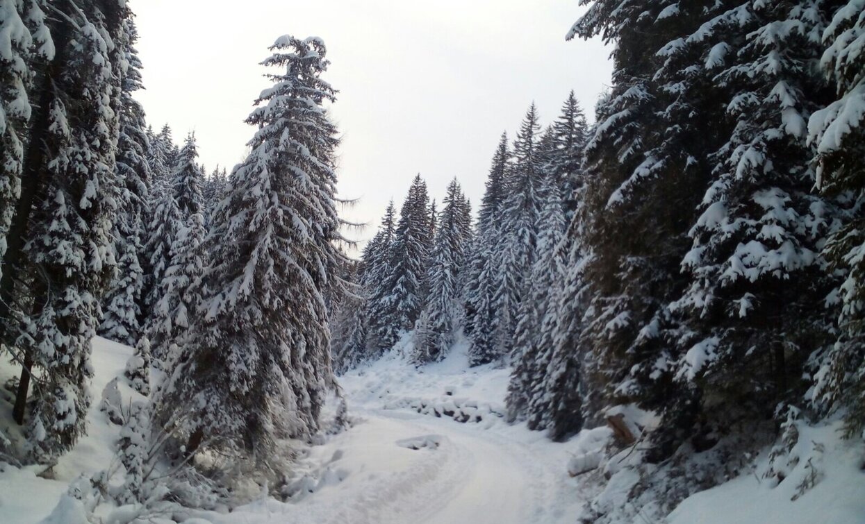 Silvesteralm | © Dobbiaco Silvesteralm | © Dobbiaco